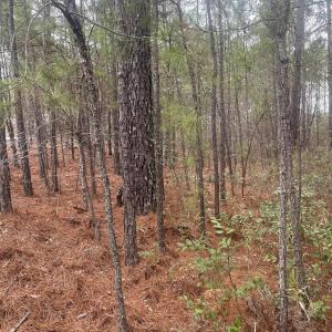 Photo #4 of Lot 6 & 7 Bumpy, Sanford, NC 1.2 acres