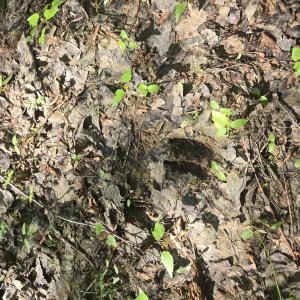 Photo #7 of 234 Circle, Vass, NC 2.2 acres