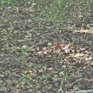 Photo #5 of 234 Circle, Vass, NC 2.2 acres