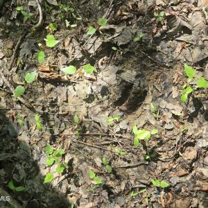 Photo #6 of 234 Circle, Vass, NC 2.2 acres