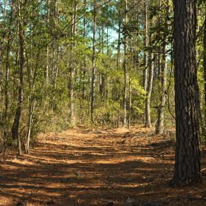 Photo #16 of 3277 Hodges, Scranton, NC 200.0 acres