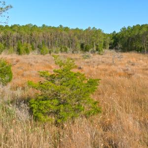 Photo #30 of 3277 Hodges, Scranton, NC 200.0 acres