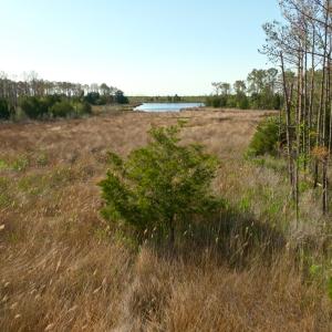 Photo #9 of 3277 Hodges, Scranton, NC 200.0 acres