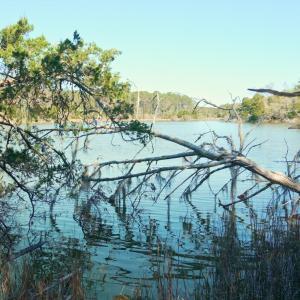 Photo #40 of 3277 Hodges, Scranton, NC 200.0 acres