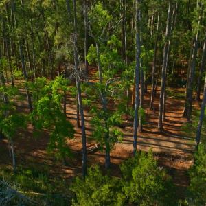 Photo #24 of 3277 Hodges, Scranton, NC 200.0 acres