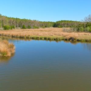 Photo #28 of 3277 Hodges, Scranton, NC 200.0 acres