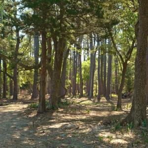Photo #39 of 3277 Hodges, Scranton, NC 200.0 acres