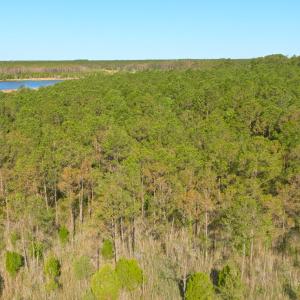Photo #21 of 3277 Hodges, Scranton, NC 200.0 acres