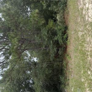 Photo #1 of 406 Douglas, Beech Island, SC 12.0 acres