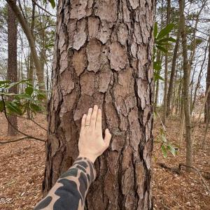 Photo #5 of Lincoln, Kenly, NC 1.7 acres