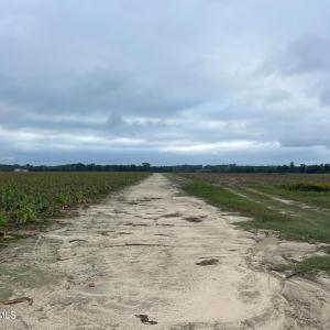 Photo #19 of Huckleberry, Lucama, NC 182.0 acres