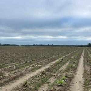 Photo #18 of Huckleberry, Lucama, NC 182.0 acres