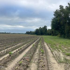 Photo #17 of Huckleberry, Lucama, NC 182.0 acres