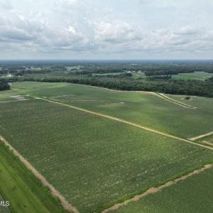 Photo #16 of Huckleberry, Lucama, NC 182.0 acres