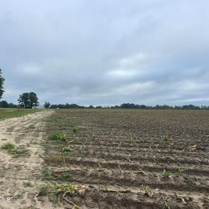 Photo #19 of Huckleberry, Lucama, NC 182.0 acres