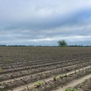 Photo #18 of Huckleberry, Lucama, NC 182.0 acres