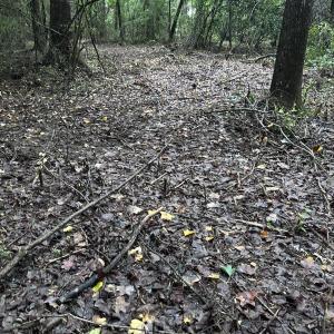 Photo #11 of 844 Sweet Raspberry, Lillington, NC 17.4 acres