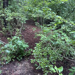 Photo #9 of 844 Sweet Raspberry, Lillington, NC 17.4 acres