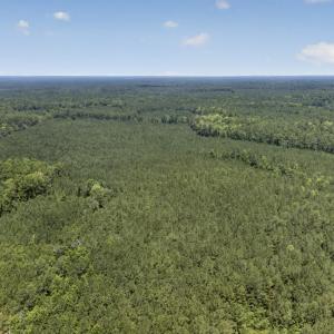 Photo #18 of 82 Acres Point Caswell Rd, Atkinson, NC 82.0 acres