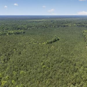 Photo #20 of 82 Acres Point Caswell Rd, Atkinson, NC 82.0 acres