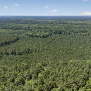 Photo #22 of 82 Acres Point Caswell Rd, Atkinson, NC 82.0 acres
