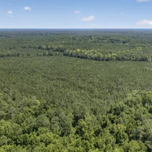 Photo #16 of 82 Acres Point Caswell Rd, Atkinson, NC 82.0 acres