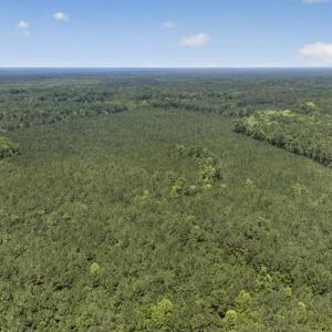 Photo #19 of 82 Acres Point Caswell Rd, Atkinson, NC 82.0 acres