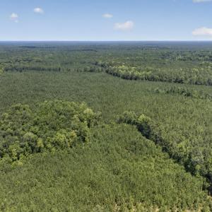 Photo #17 of 82 Acres Point Caswell Rd, Atkinson, NC 82.0 acres