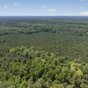 Photo #24 of 82 Acres Point Caswell Rd, Atkinson, NC 82.0 acres