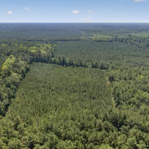 Photo #10 of 82 Acres Point Caswell Rd, Atkinson, NC 82.0 acres