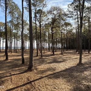 Photo #19 of Norfleet Shores, Belhaven, NC 112.0 acres