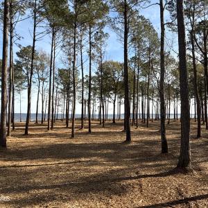 Photo #18 of Norfleet Shores, Belhaven, NC 112.0 acres