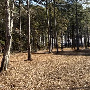 Photo #14 of Norfleet Shores, Belhaven, NC 112.0 acres