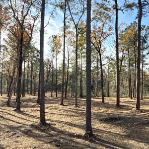 Photo #10 of Norfleet Shores, Belhaven, NC 112.0 acres