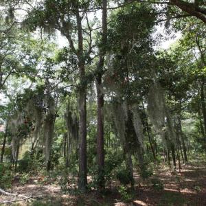 Photo #5 of 1901 Redfish, Supply, NC 0.7 acres