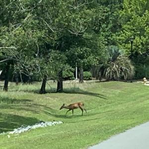 Photo #60 of 1901 Redfish, Supply, NC 0.7 acres