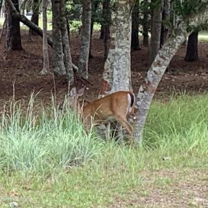Photo #62 of 1901 Redfish, Supply, NC 0.7 acres