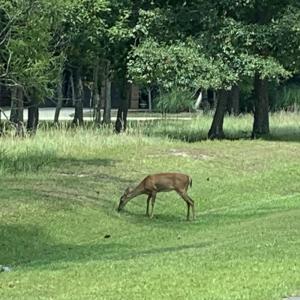 Photo #66 of 1809 Harbour Edge, Supply, NC 0.6 acres