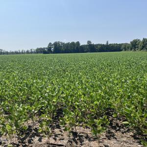 Photo #9 of 94 Whortonsville, Merritt, NC 10.1 acres