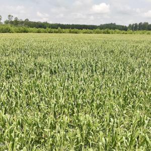 Photo #21 of Hwy 561, Halifax, NC 24.5 acres