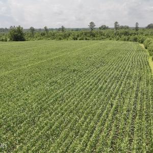 Photo #19 of Hwy 561, Halifax, NC 24.5 acres