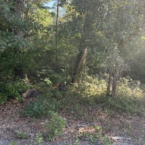 Photo #3 of Gully Creek, Leland, NC 25.6 acres