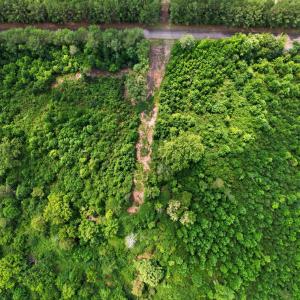 Photo #9 of 382 Alston Horton Service, Pittsboro, NC 25.4 acres