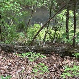 Photo #6 of 1188 Long Cane, Edgefield, SC 20.0 acres