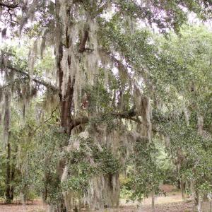Photo #8 of 385 Sand Ridge, New Bern, NC
