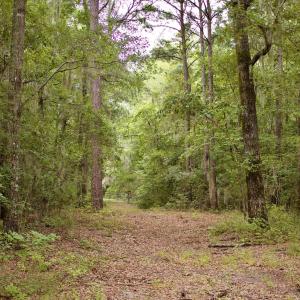 Photo #5 of 385 Sand Ridge, New Bern, NC