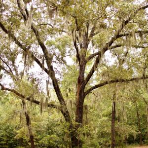 Photo #9 of 385 Sand Ridge, New Bern, NC