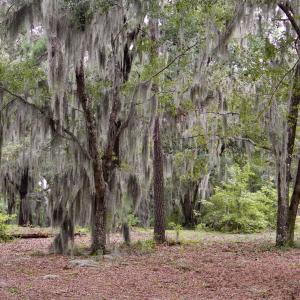 Photo #4 of 385 Sand Ridge, New Bern, NC