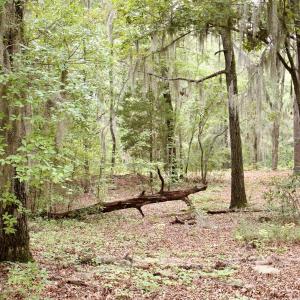 Photo #15 of 385 Sand Ridge, New Bern, NC