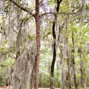 Photo #14 of 385 Sand Ridge, New Bern, NC